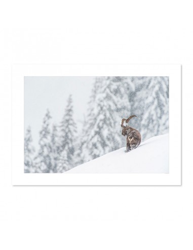 Bouquetin des Alpes sous la neige en stock