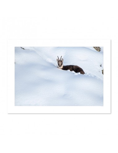 Chamois caché dans la neige pas cher 