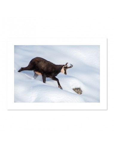 Chamois dans la neige la colonne vertébrale