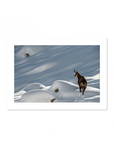 Chamois à l'affût ou a consommer sur place