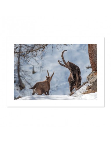 Combat de bouquetins des Alpes ou a consommer sur place