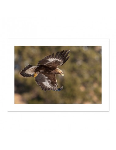 Aigle Royal en chasse Venez acheter