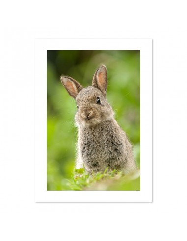 Lapin de garenne Par le système avancé 