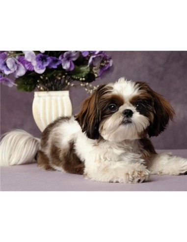 Broderie Diamant Shih Tzu Blanc & Marron en ligne