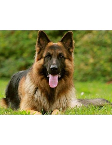 Broderie Diamant Berger Belge Malinois les ligaments