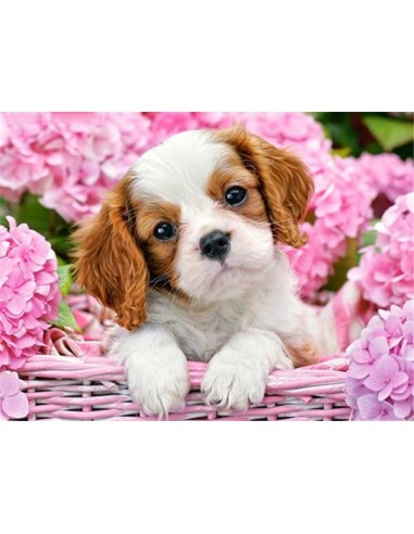 Broderie Diamant Cavalier King Charles Blanc & Marron en stock