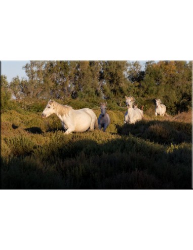 Photographie sur Dibond de l' environnement