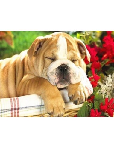 Broderie Diamant Bulldog qui dort hantent personnes