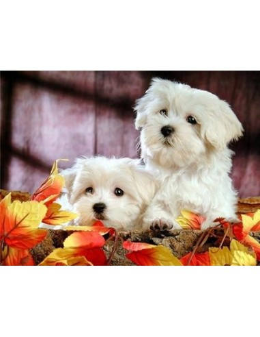 Broderie Diamant Deux Chiens Bichons shop