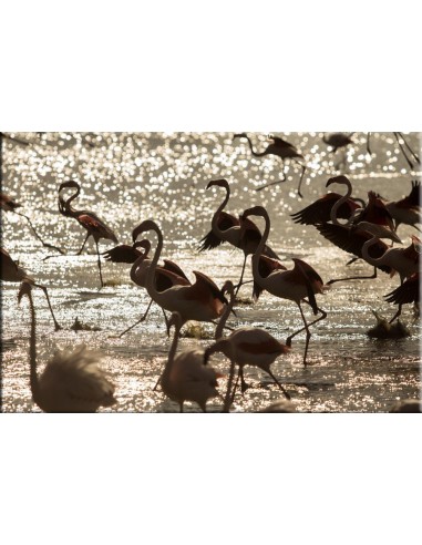 Flamants dans l'or du soir Voir les baskets