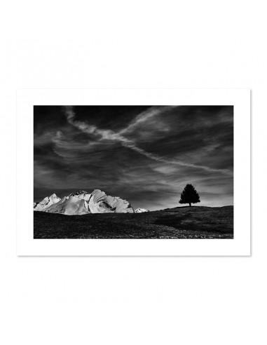 L'arbre sentinelle - Plateau de Beauregard - La Clusaz En savoir plus