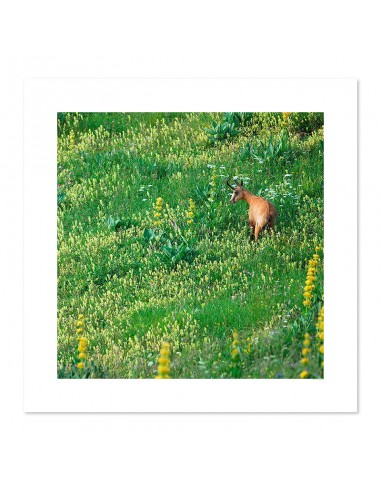 Chamois dans les fleurs – Les Glières de France